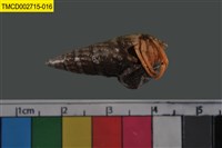 藏品(寄居蟹)的圖片